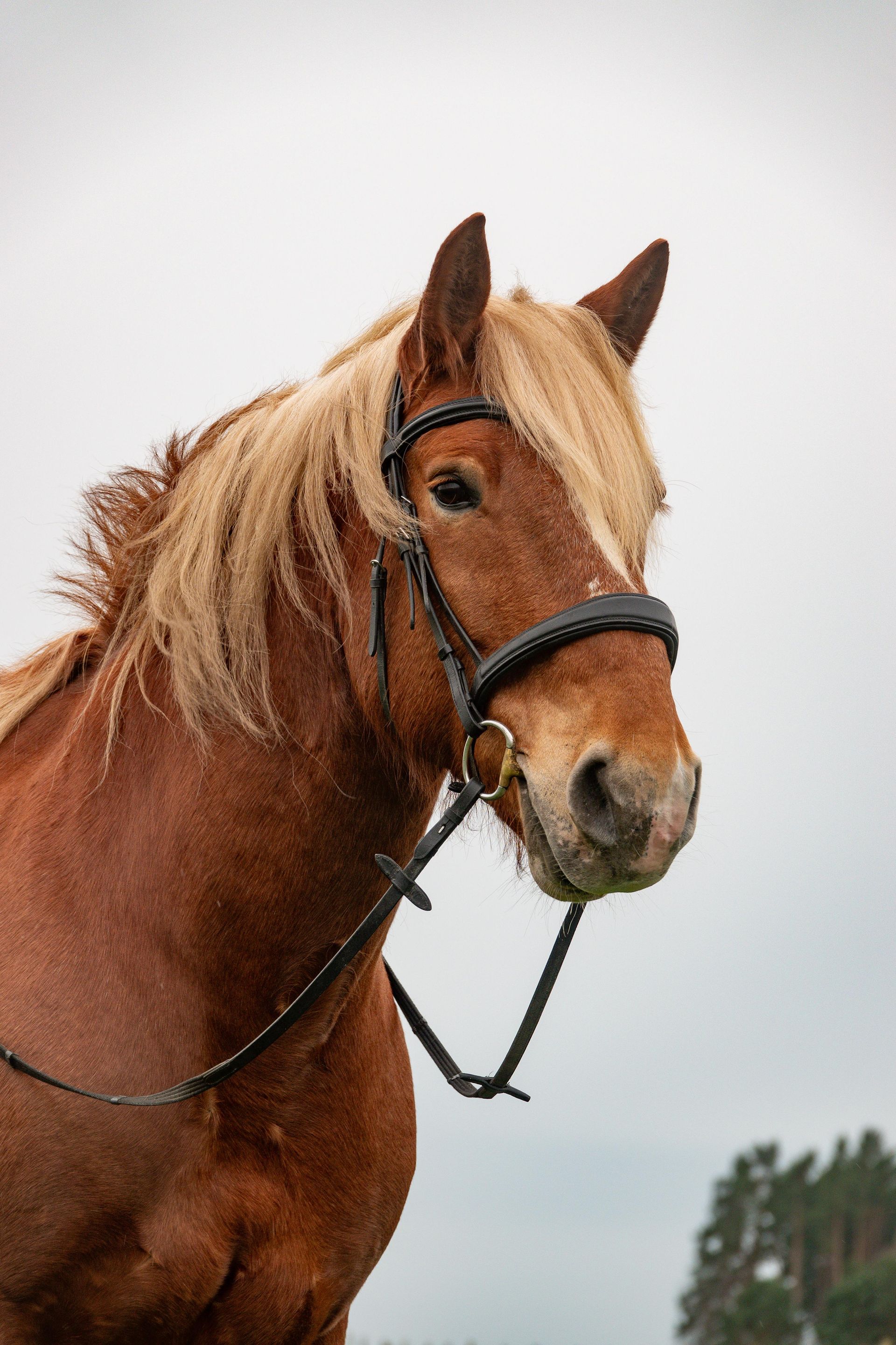 Eine Nahaufnahme eines braunen Pferdes mit Zaumzeug.
