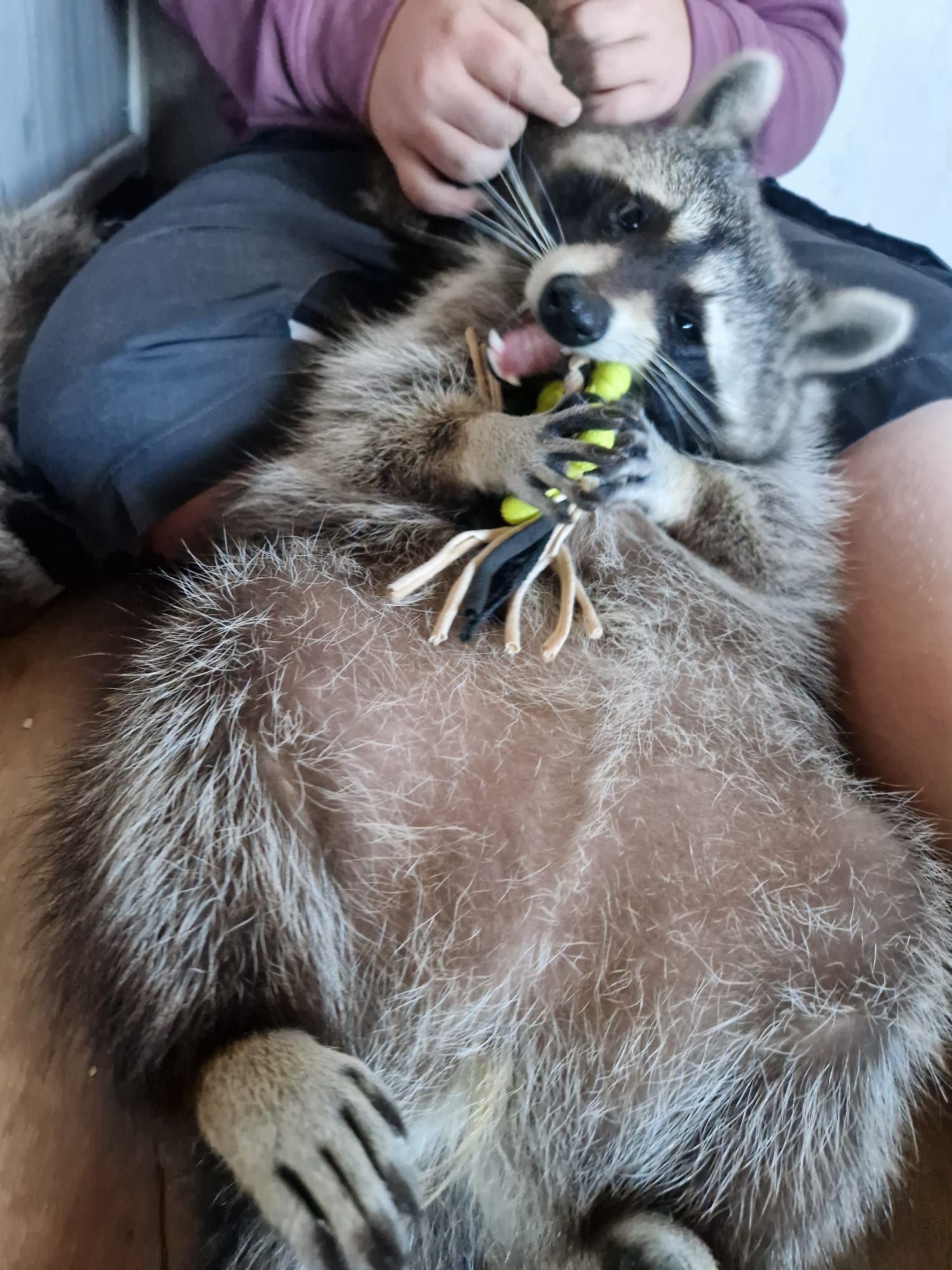 Ein Waschbär spielt mit einem Spielzeug auf dem Schoß einer Person.