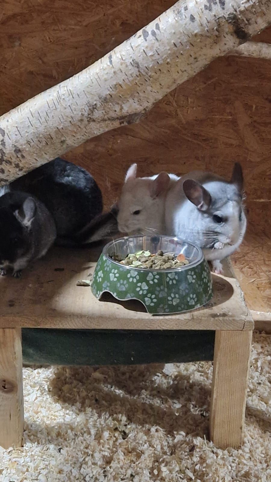 Drei Chinchillas fressen aus Schüsseln auf einem Holztisch.