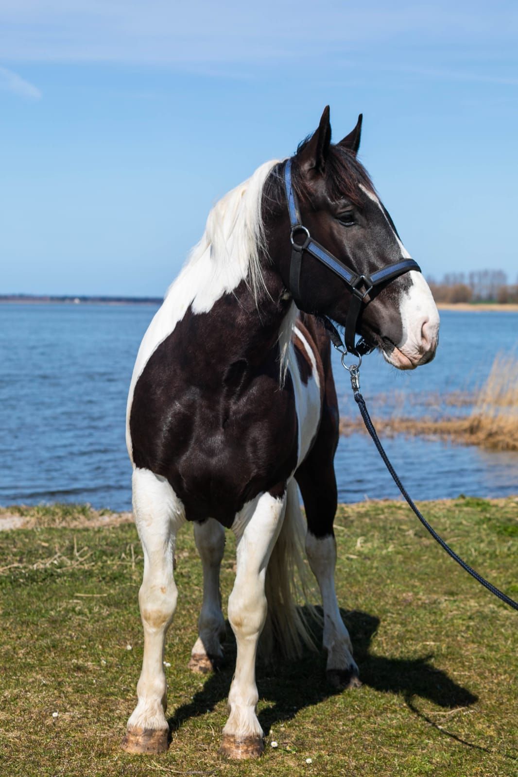 Ein schwarz-weißes Pferd steht neben einem Gewässer.