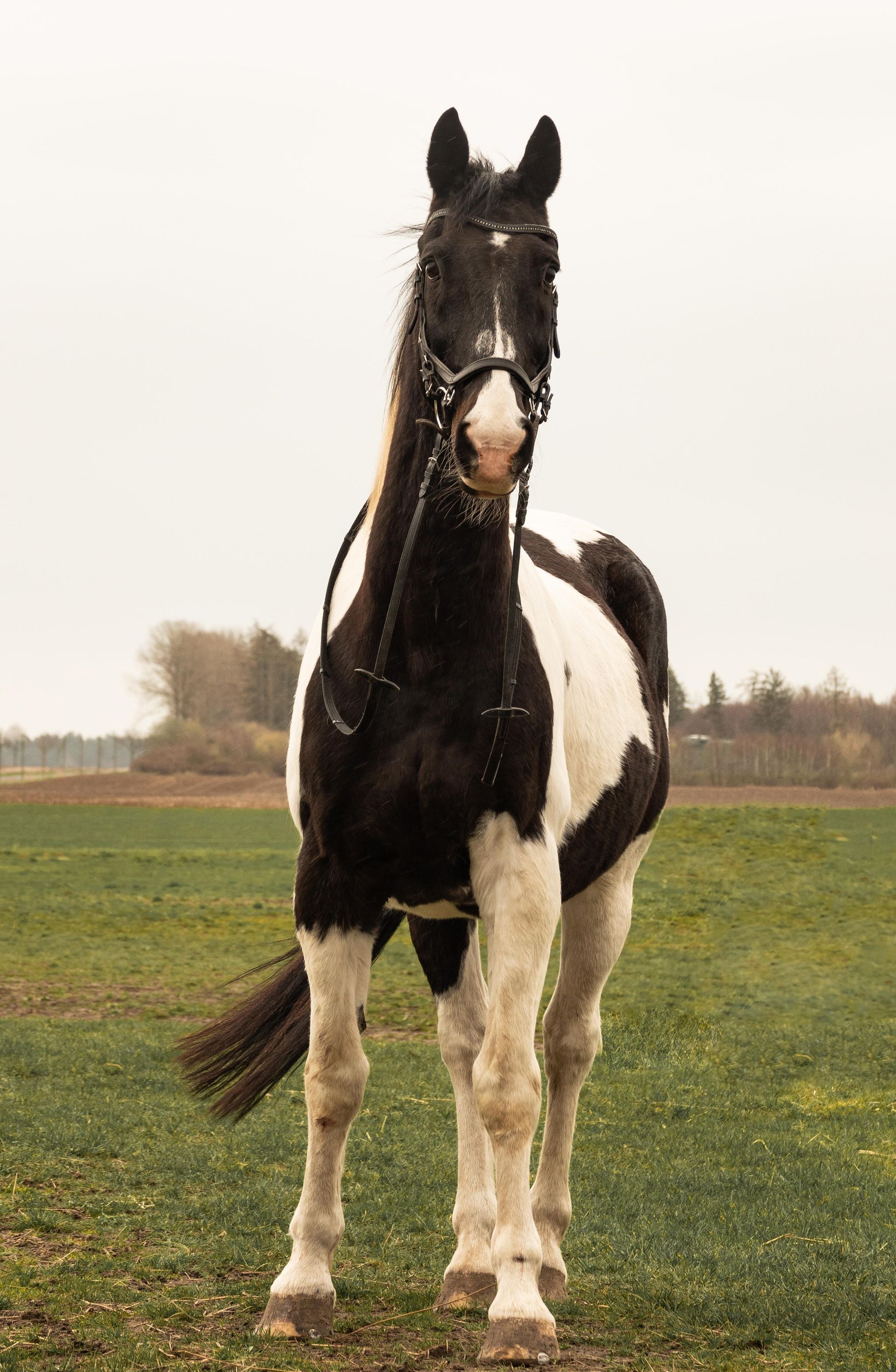 Ein schwarz-weißes Pferd steht auf einer Wiese.