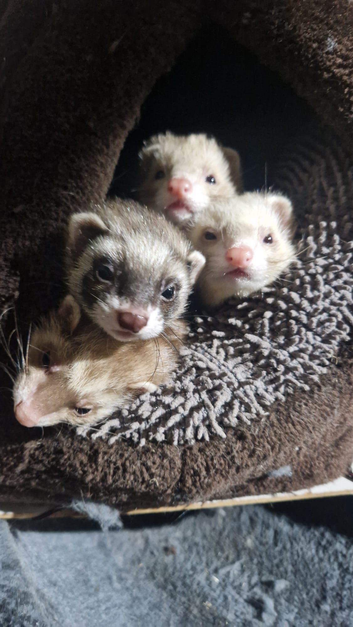 Eine Gruppe Frettchen sitzt übereinander auf einem Bett.