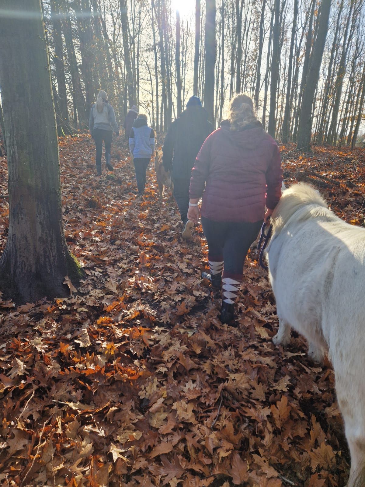 Eine Gruppe von Menschen und ein Hund gehen durch den Wald.