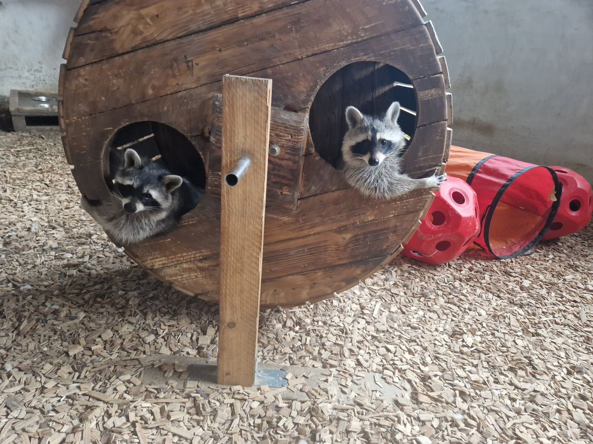 Zwei Waschbären spielen in einem Holzfass