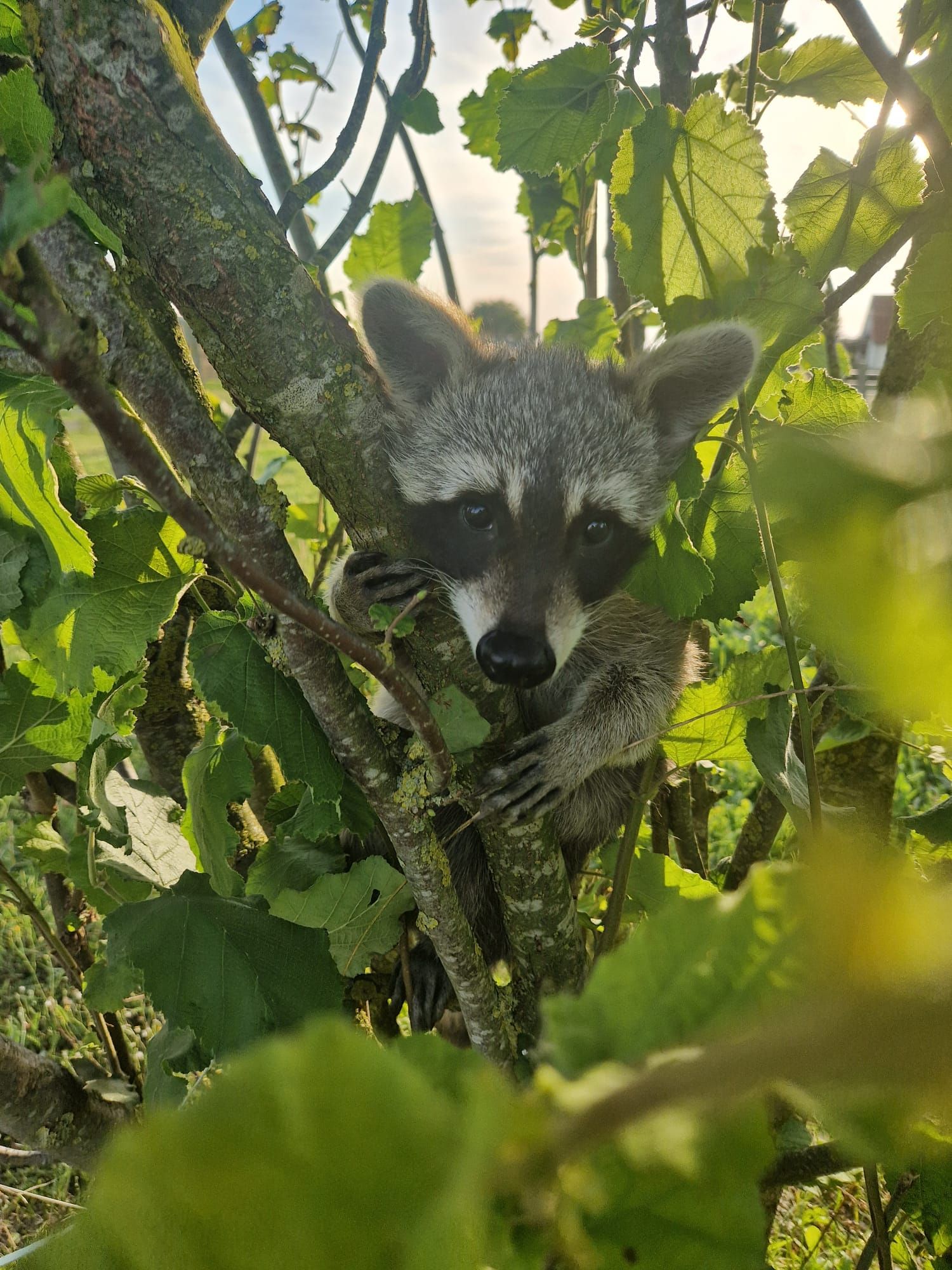 Ein Waschbär sitzt auf einem Baum und schaut in die Kamera.