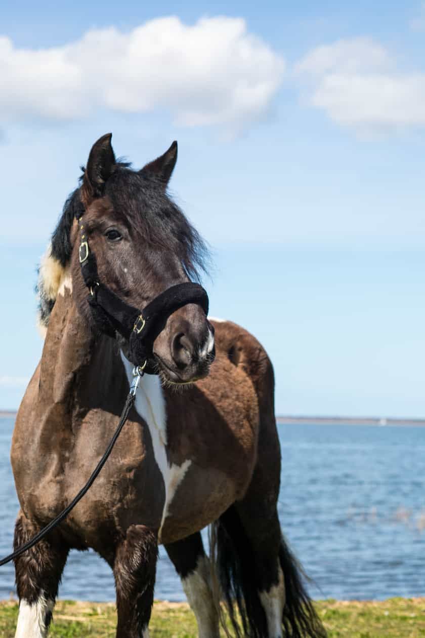 Ein braun-weißes Pferd steht vor dem Meer.