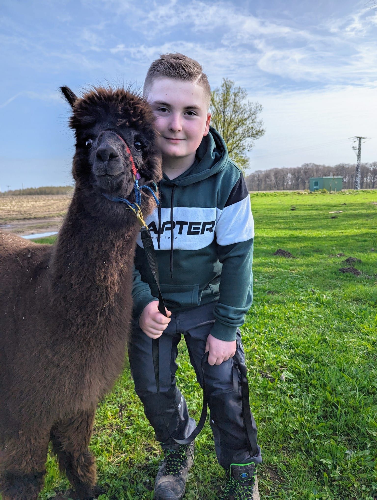 Ein kleiner Junge steht neben einem Alpaka auf einem Feld.
