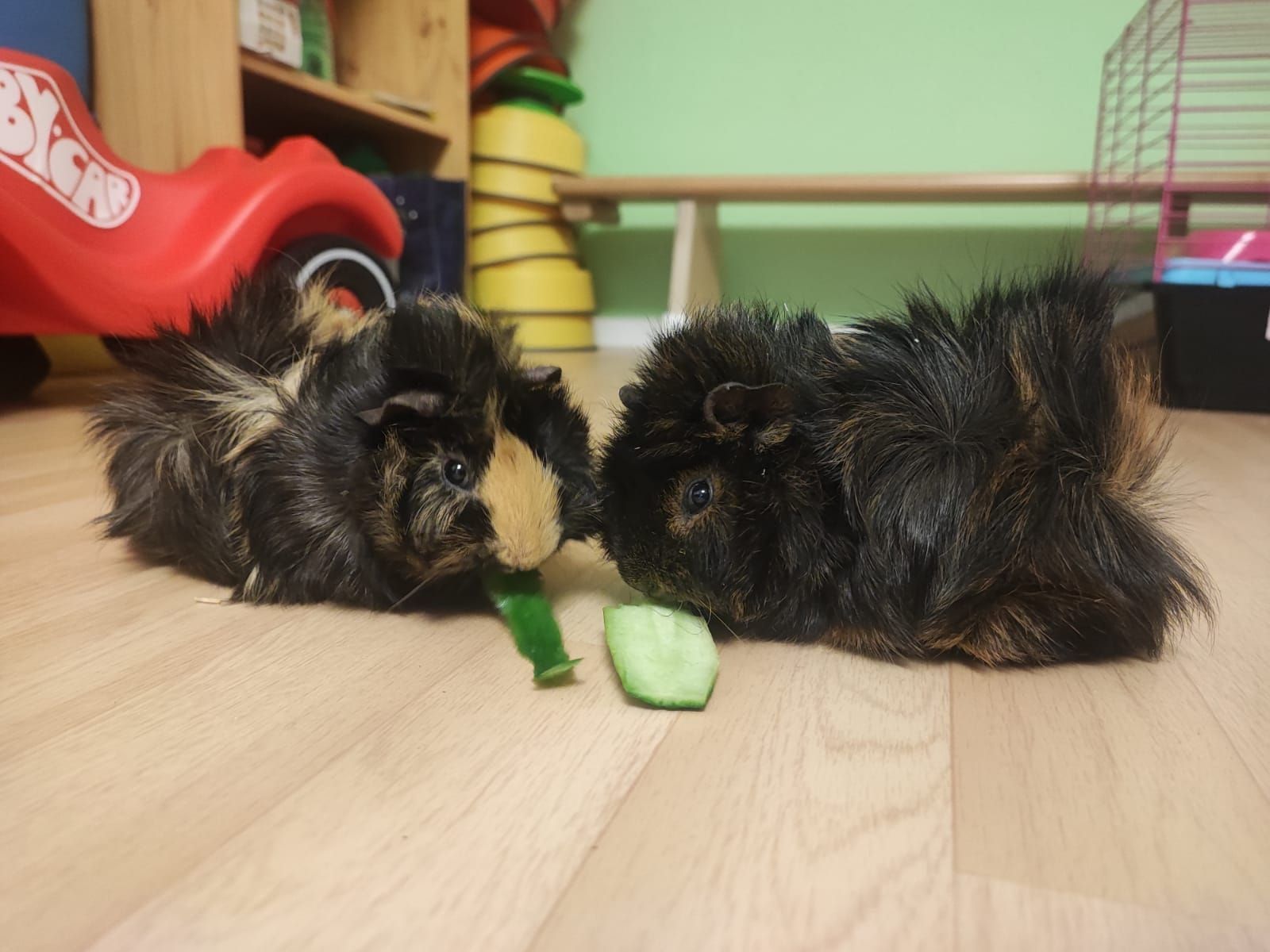 Zwei Meerschweinchen essen eine Gurke auf dem Boden