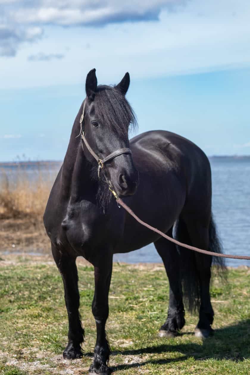 Ein schwarzes Pferd an der Leine steht im Gras in der Nähe des Wassers.