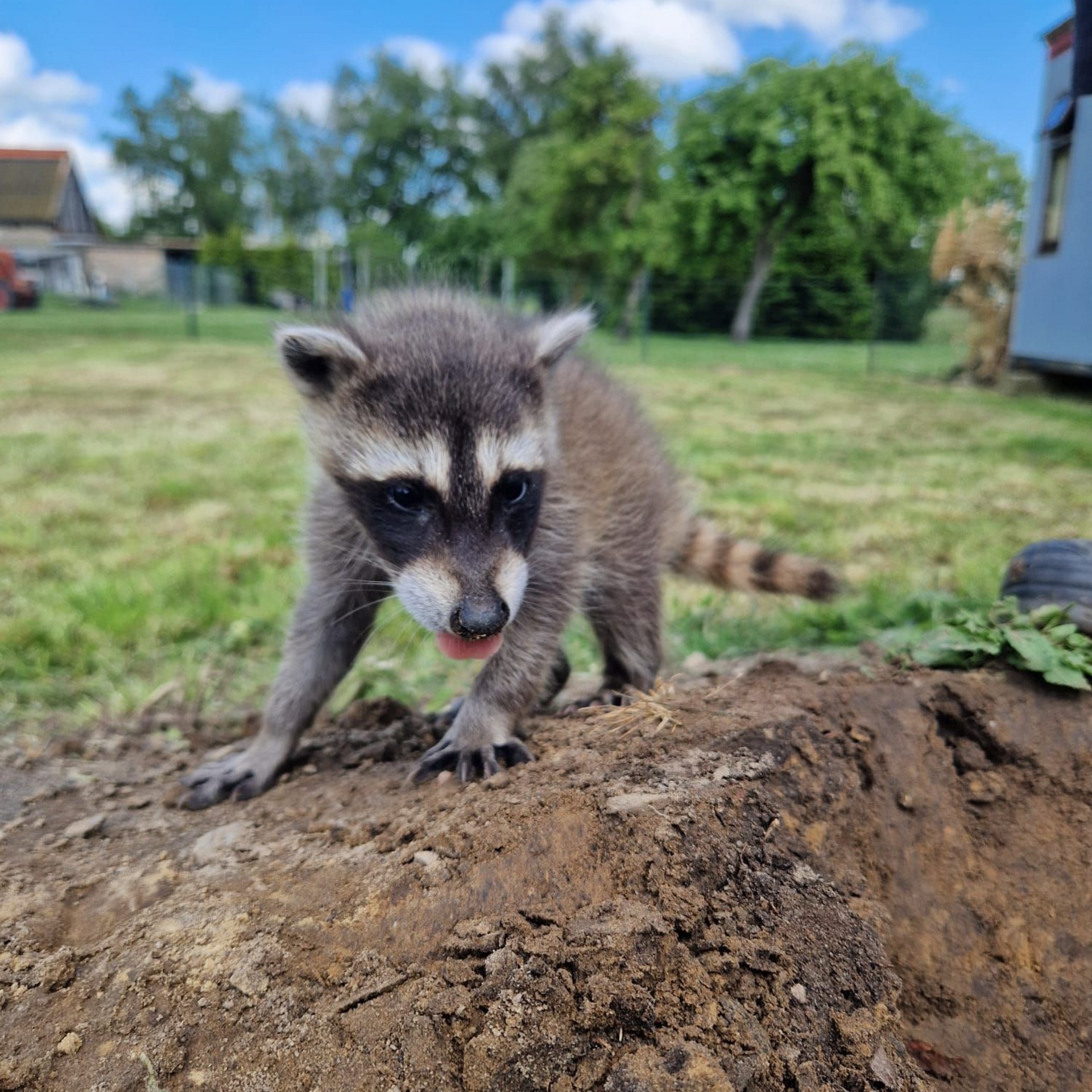 Ein Waschbärbaby steht auf einem Erdhaufen.