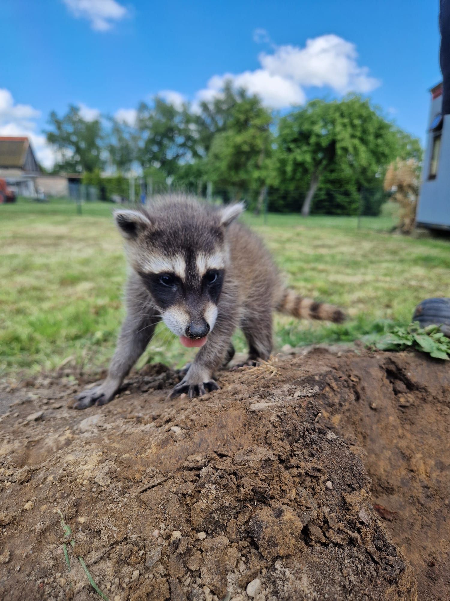Ein Waschbärbaby steht auf einem Erdhaufen.