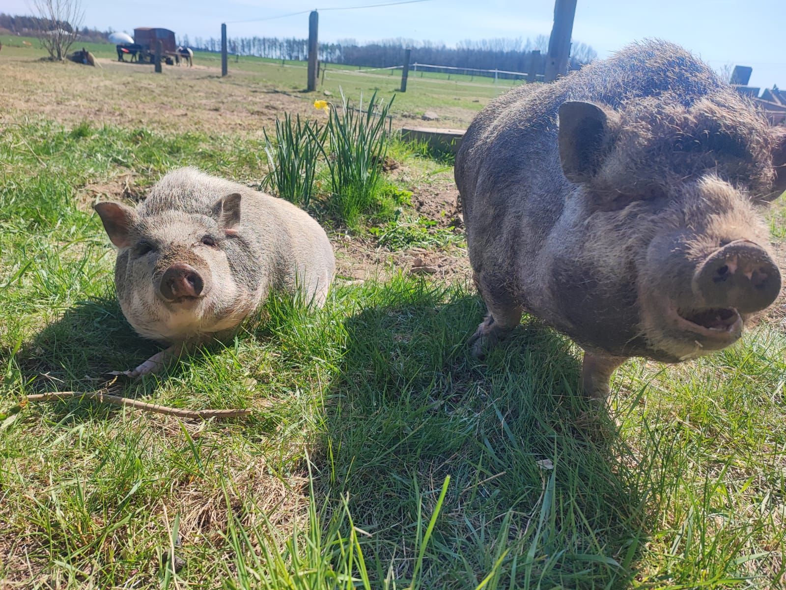 Zwei Schweine stehen nebeneinander im Gras.