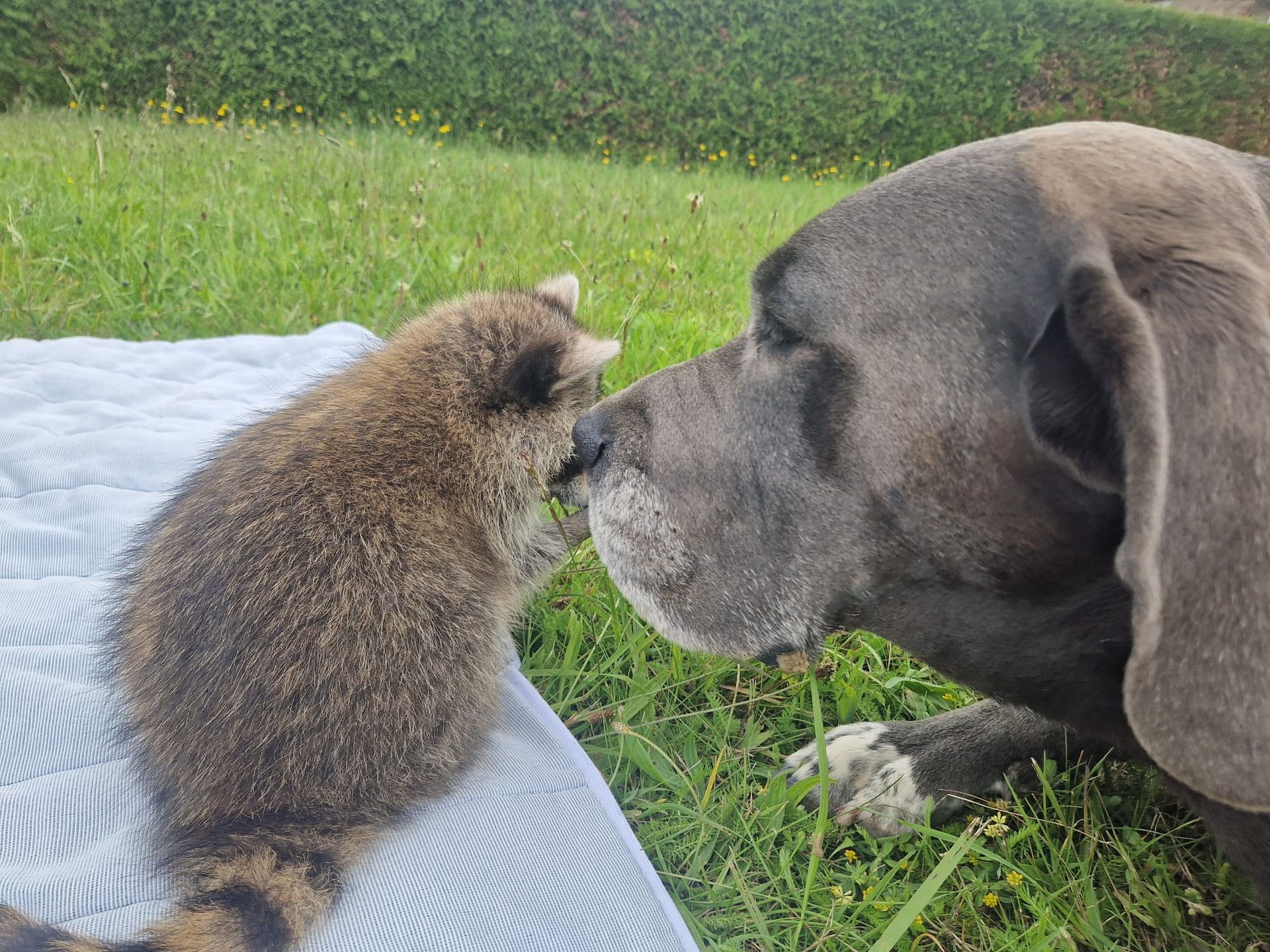 Ein Waschbär und ein Hund beschnuppern sich gegenseitig im Gras.