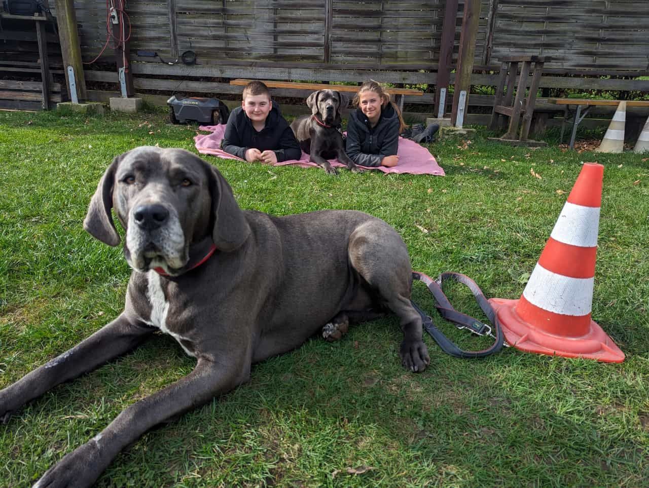 Ein großer Hund liegt im Gras neben einem Verkehrskegel.