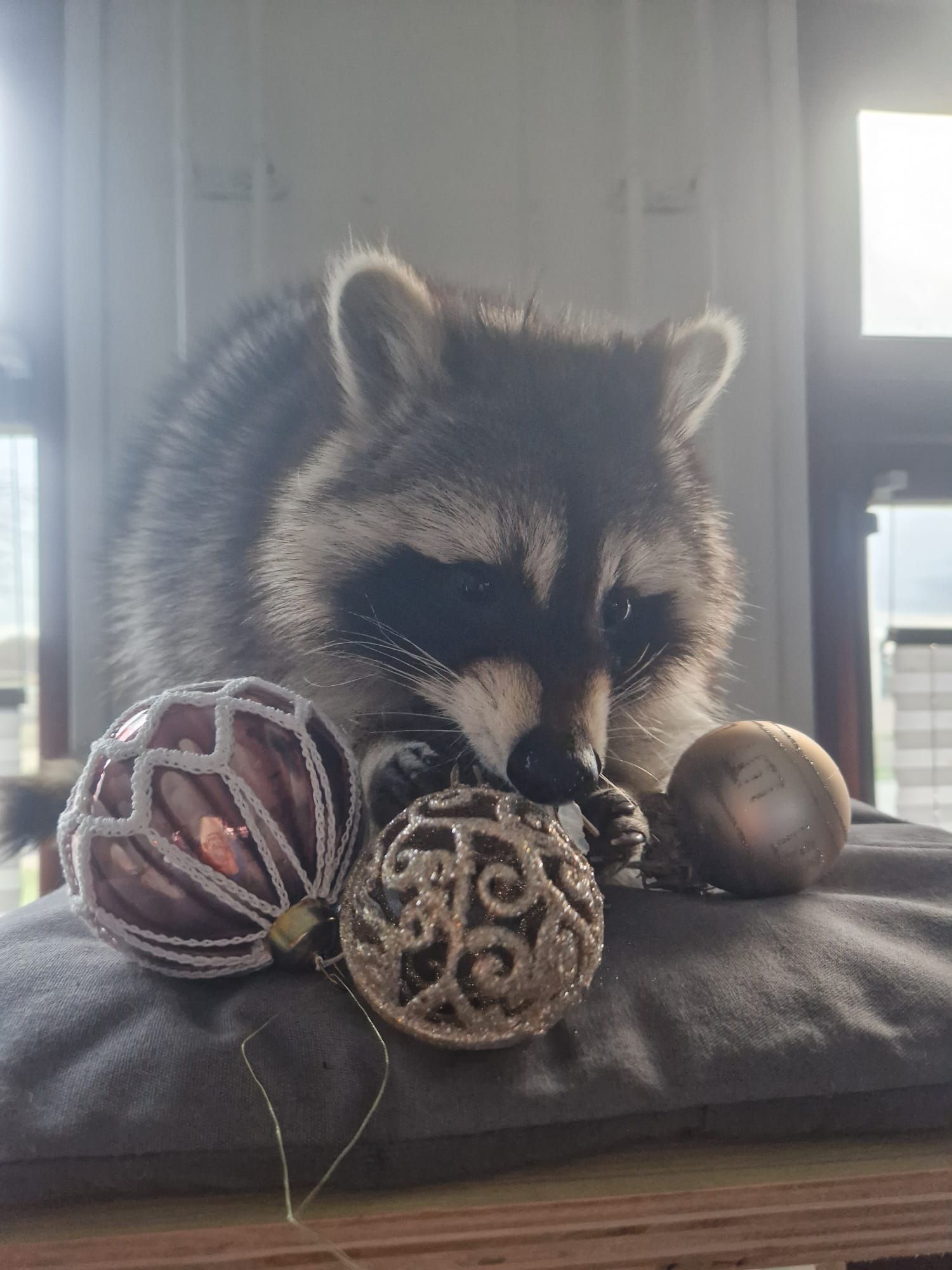 Ein Waschbär liegt mit Weihnachtsschmuck im Maul auf einem Kissen.