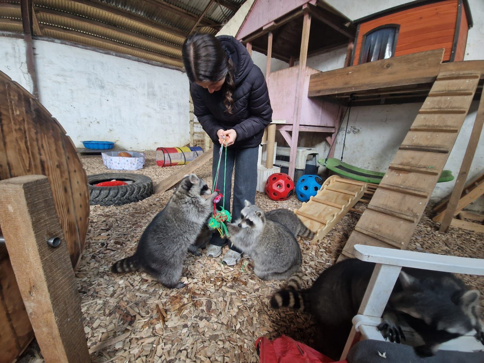 Eine Frau spielt mit zwei Waschbären in einem Käfig