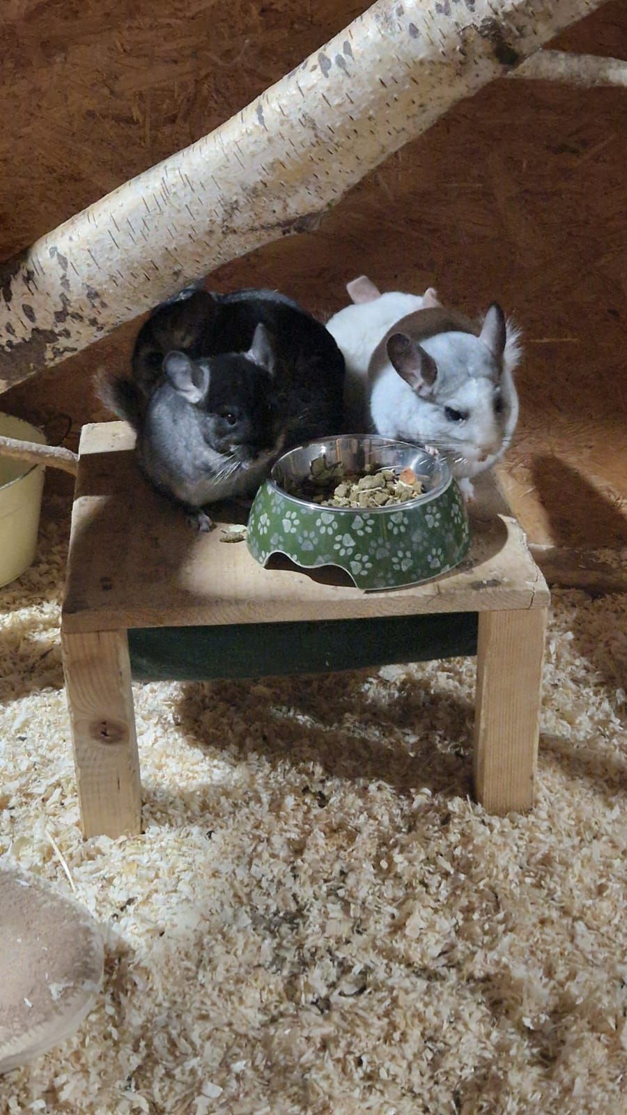 Zwei Chinchillas sitzen mit Futternäpfen auf einem Holztisch.