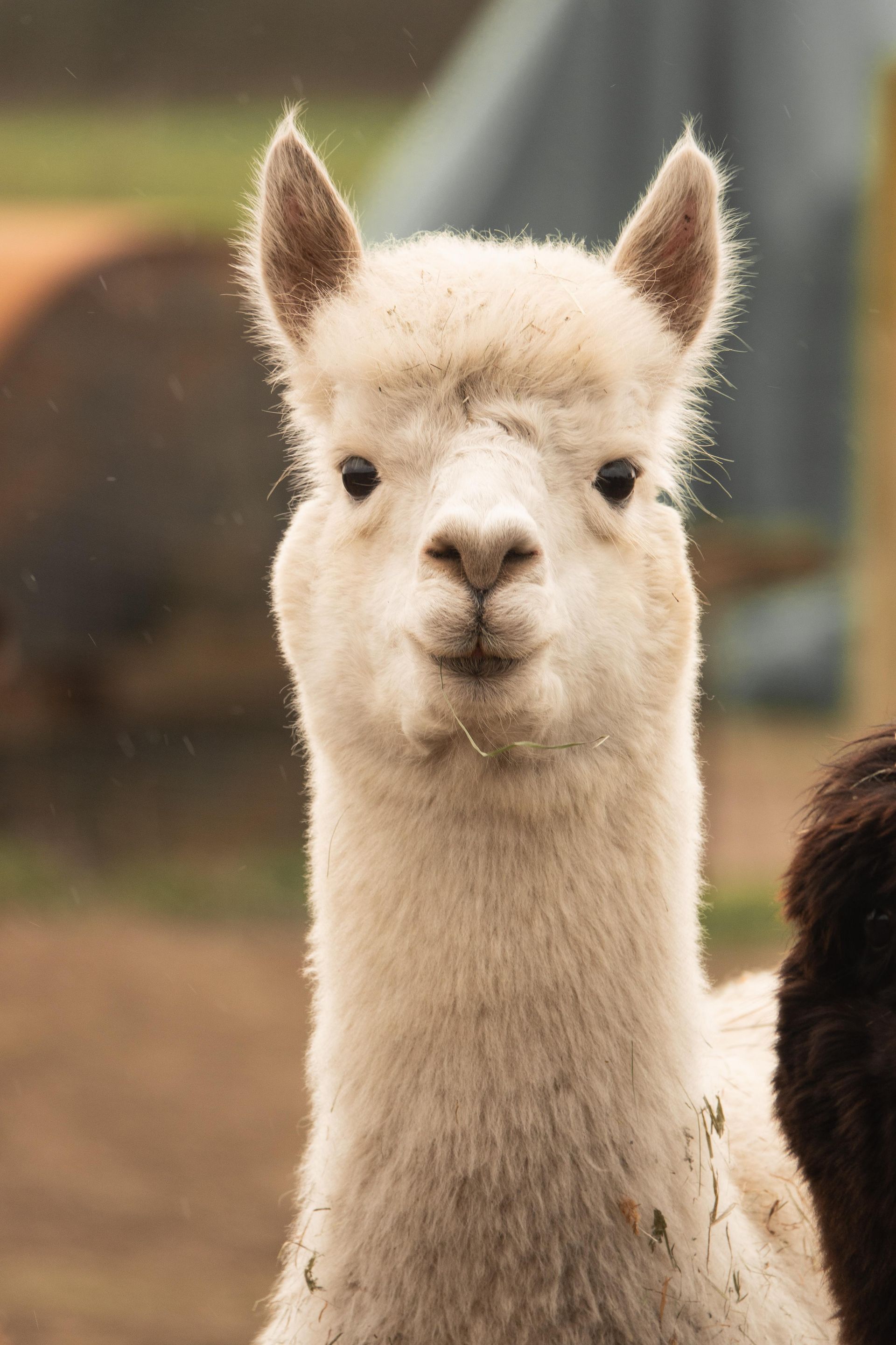 Eine Nahaufnahme eines weißen Alpakas, das in die Kamera schaut.