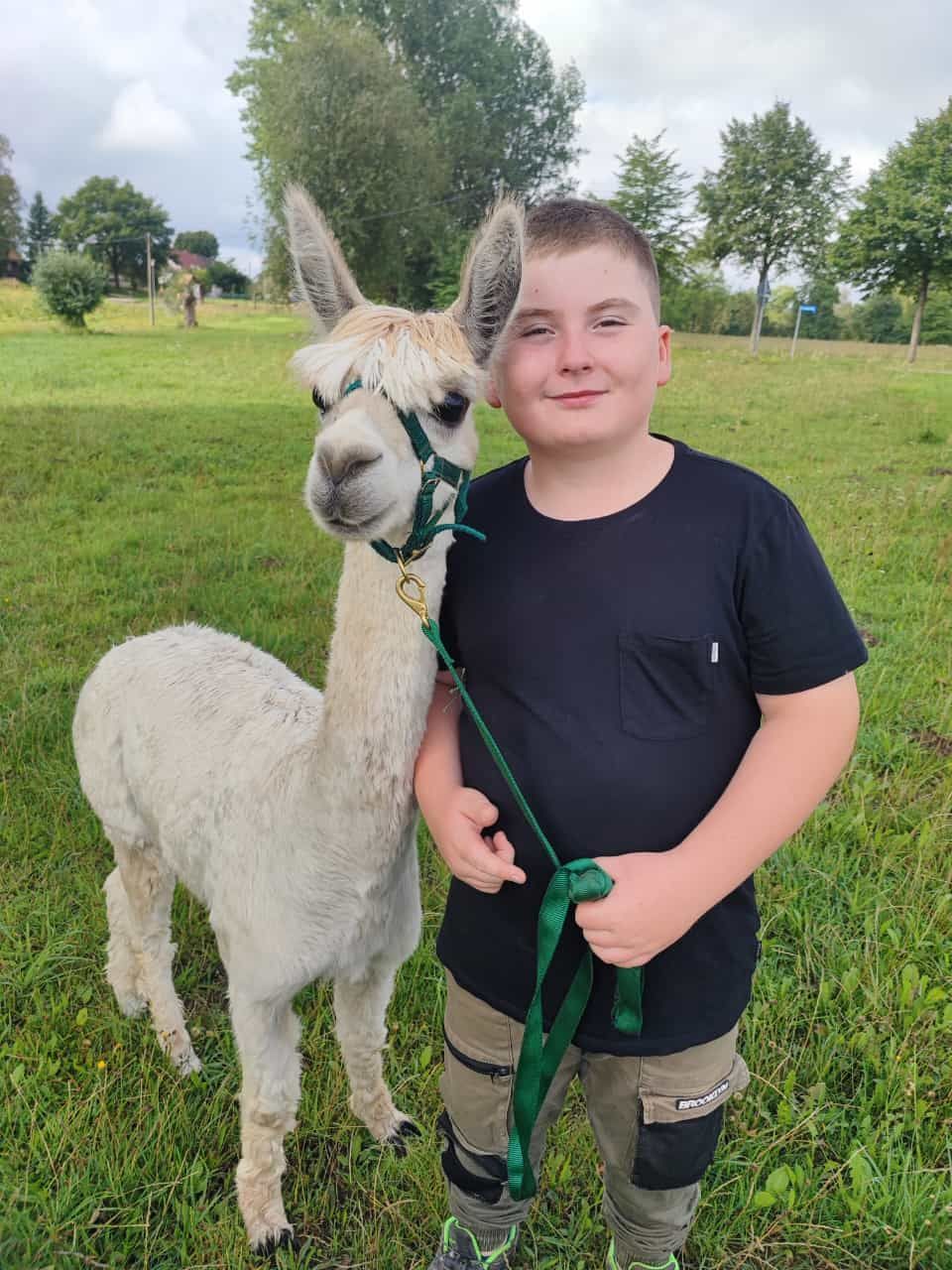Ein Junge steht neben einem weißen Lama an der Leine