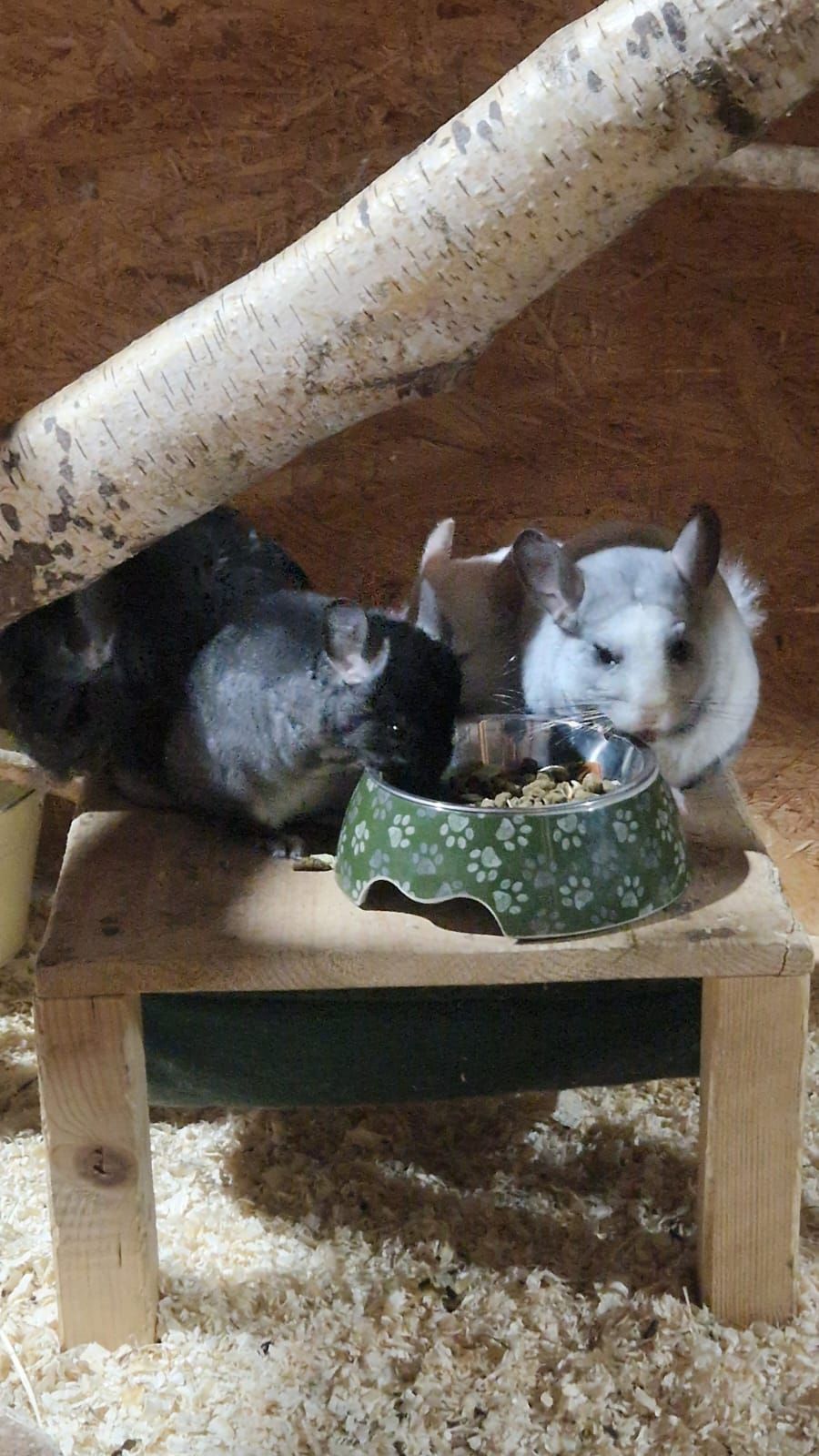 Drei Chinchillas fressen aus Schüsseln auf einem Holztisch.