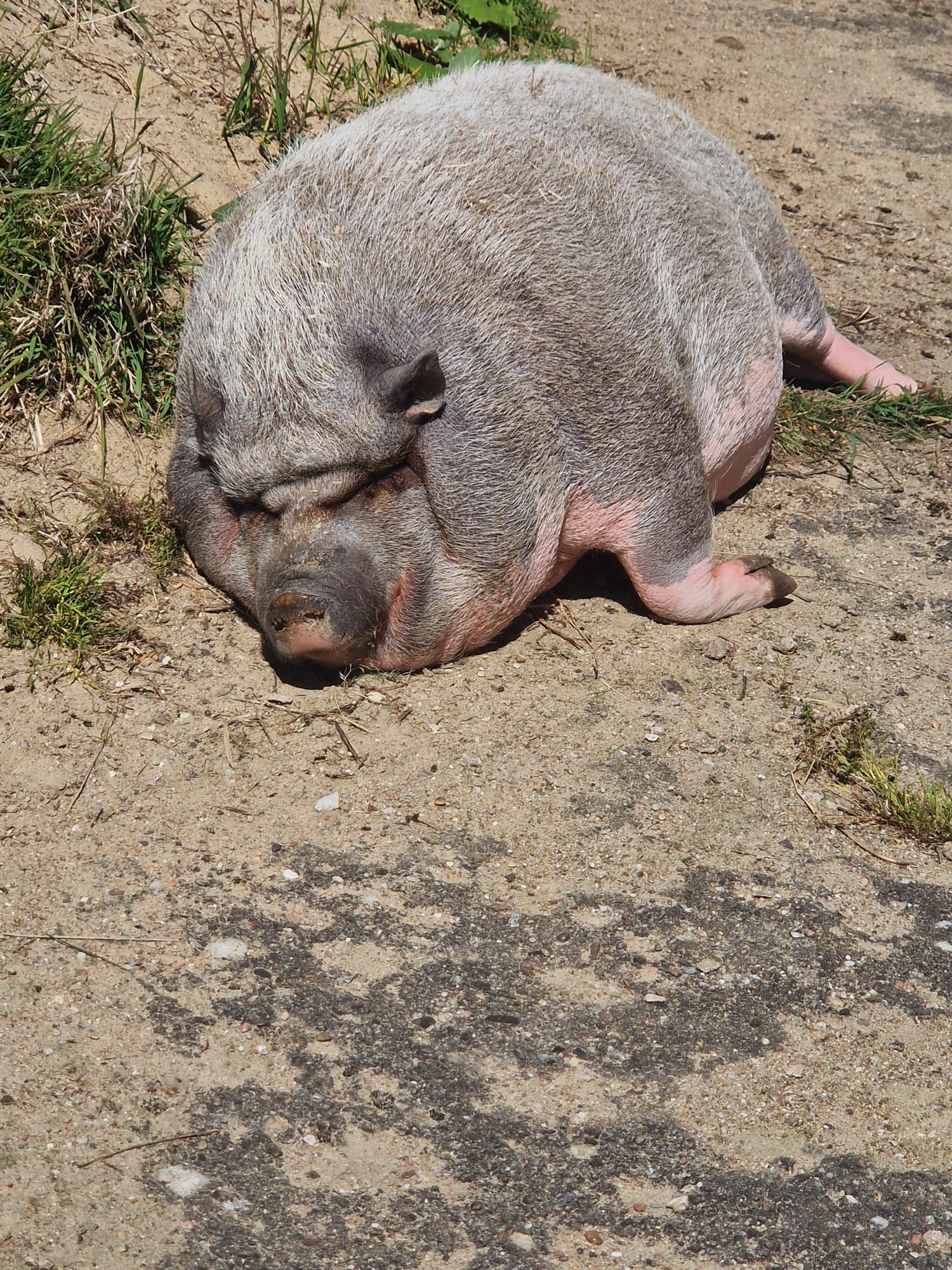 Ein Schwein liegt auf dem Rücken auf dem Boden.