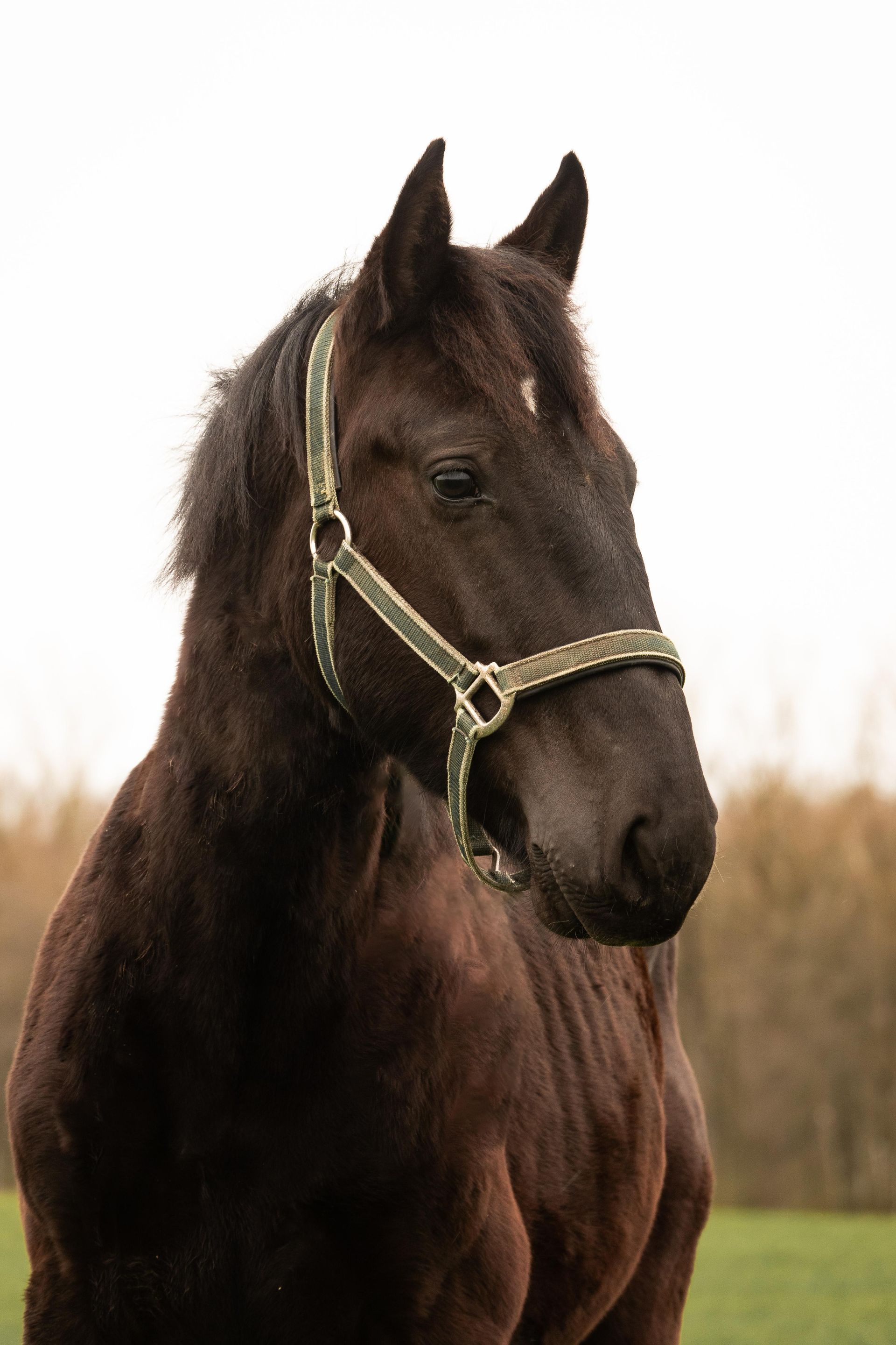 Ein braunes Pferd mit Halfter steht auf einer Weide.