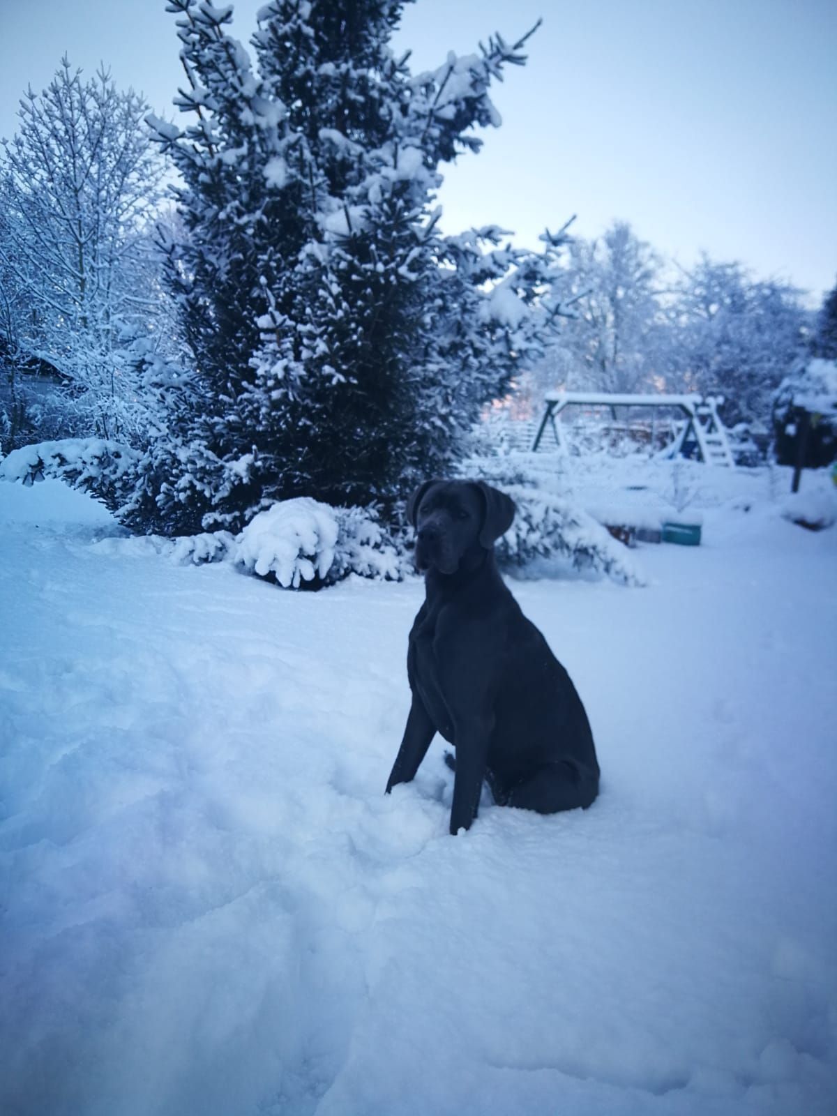 Ein schwarzer Hund sitzt im Schnee mit Bäumen im Hintergrund