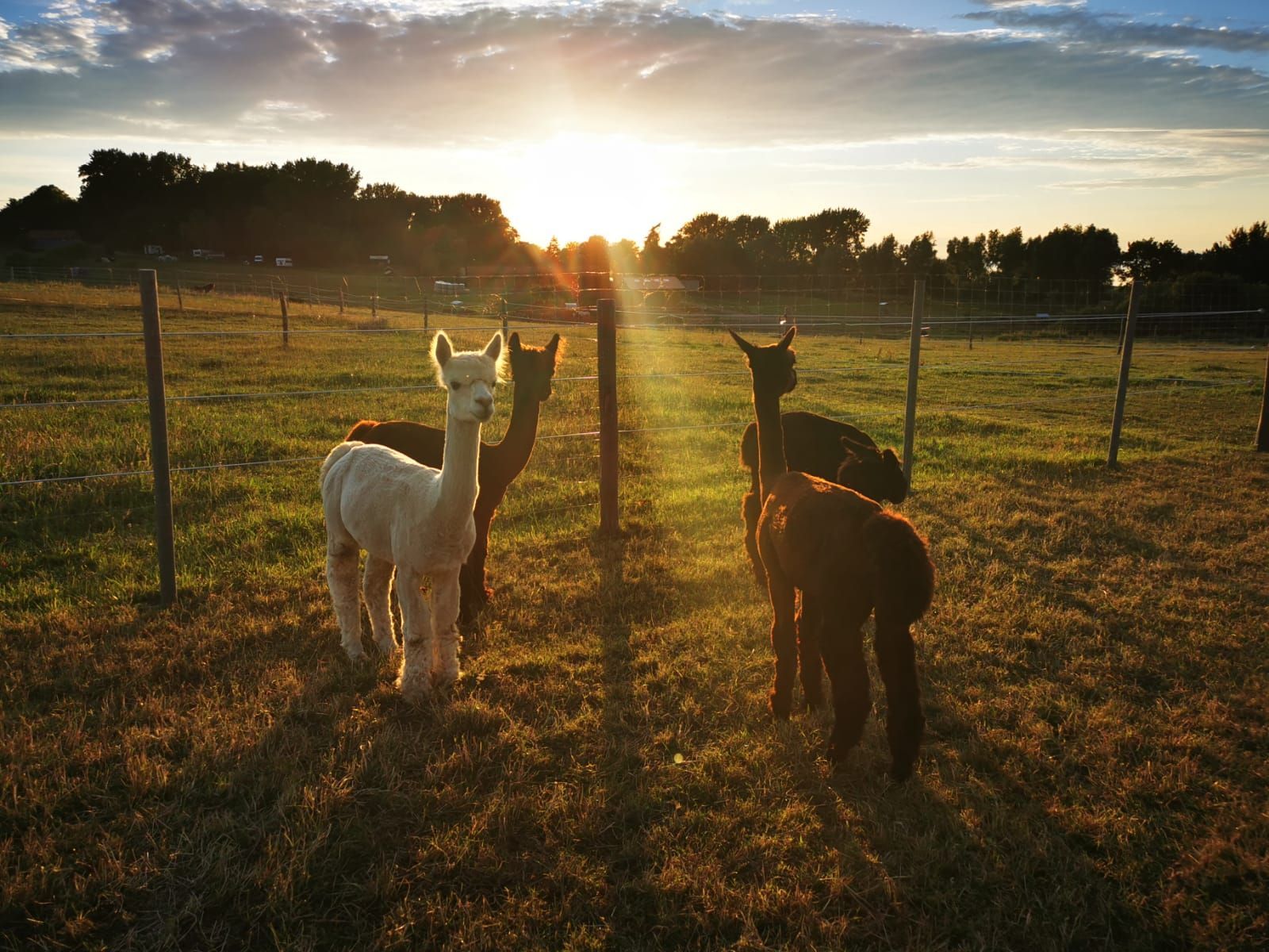 Eine Gruppe Alpakas steht bei Sonnenuntergang auf einem Feld