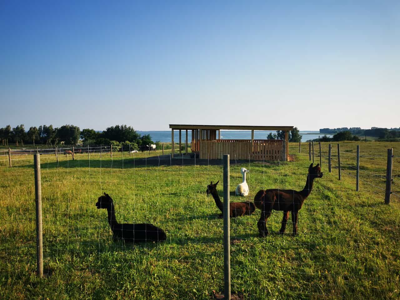 Eine Gruppe Alpakas steht auf einer Wiese neben einem Zaun.