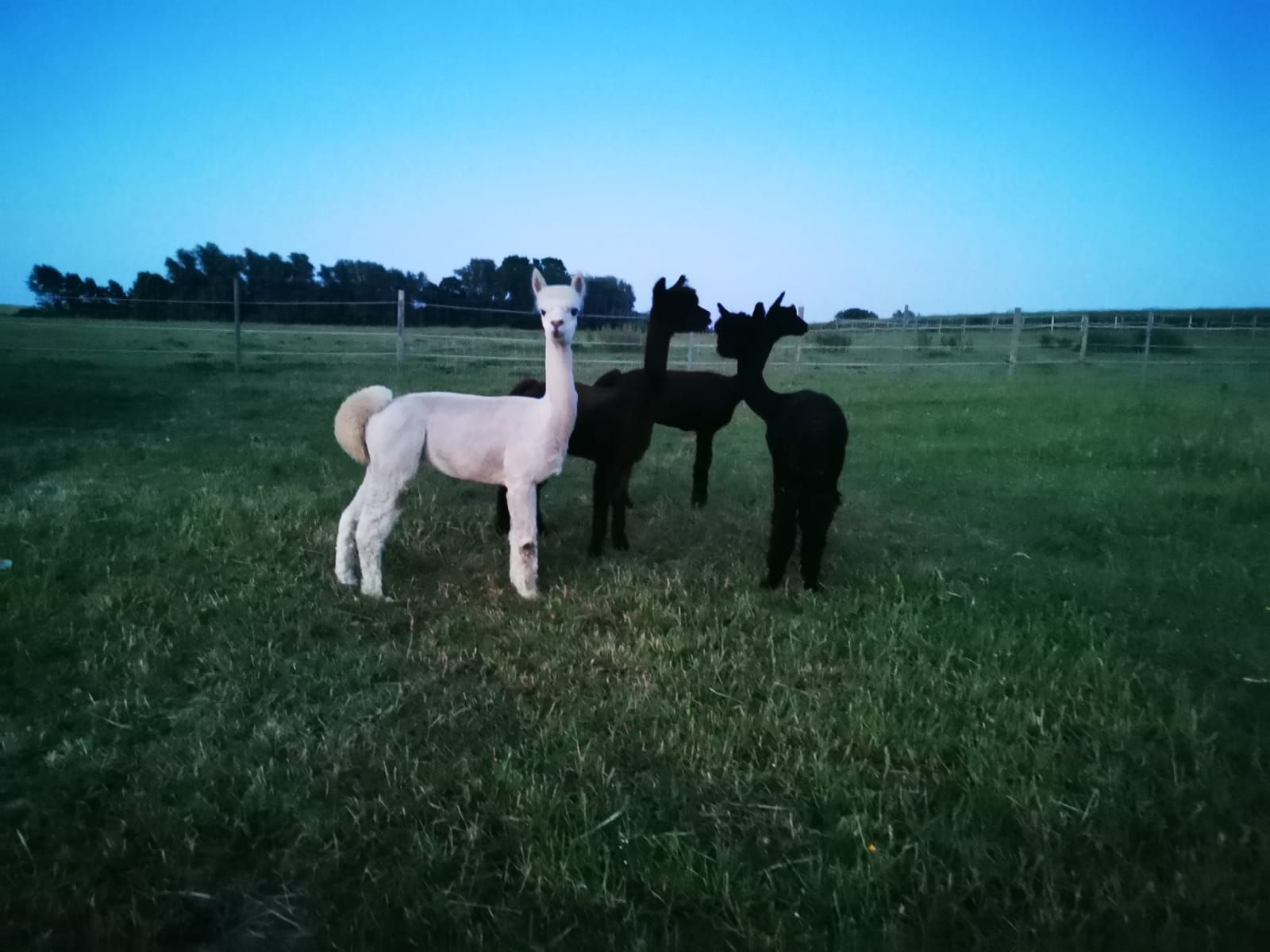 Drei Alpakas stehen auf einer Wiese