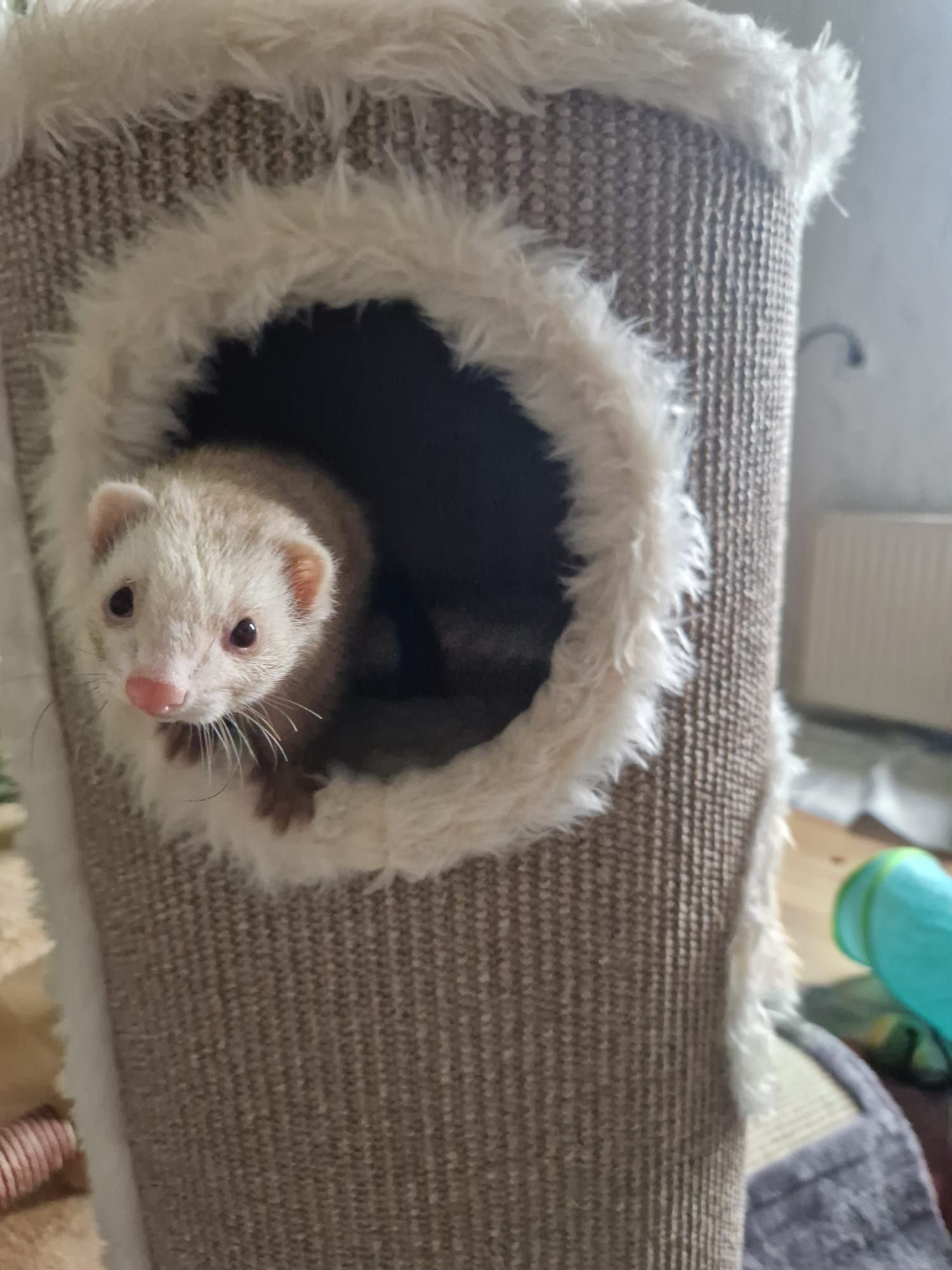 Ein weißes Frettchen sitzt auf einem Katzenbaum.