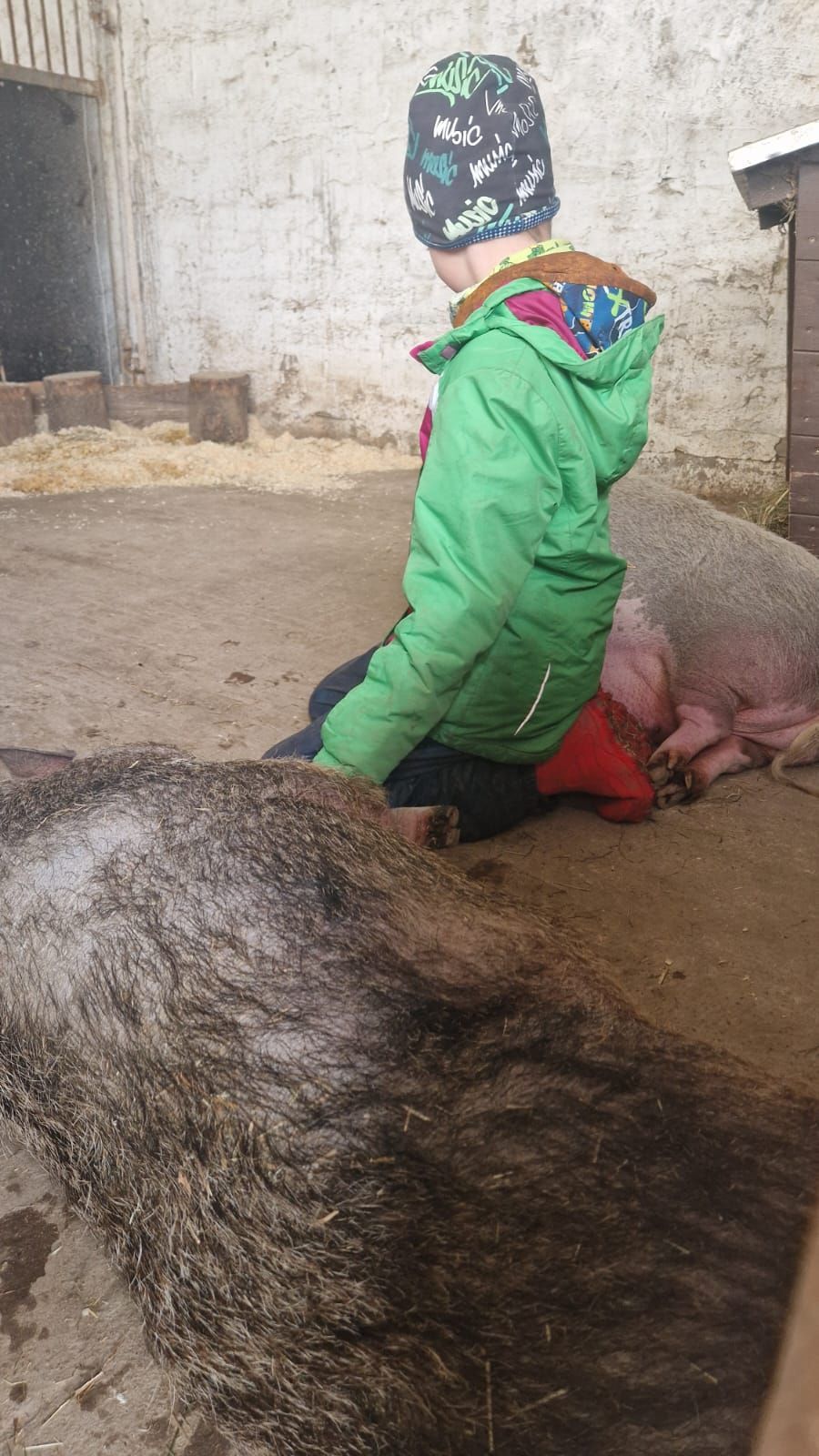 Ein kleiner Junge in einer grünen Jacke kniet neben einem Schwein.