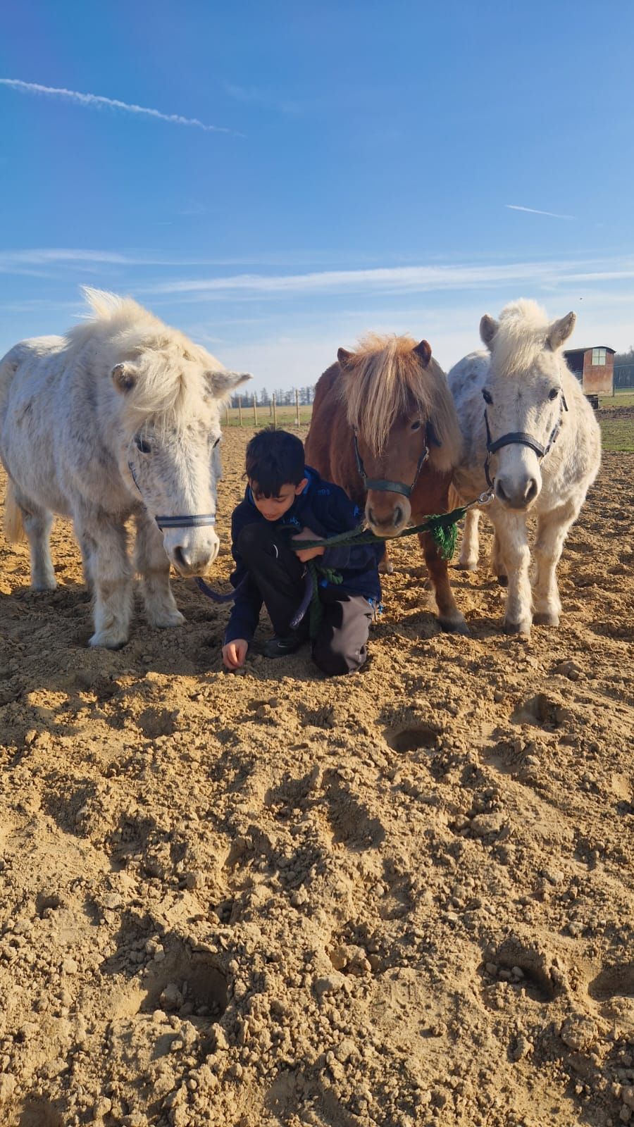 Ein kleiner Junge kniet neben drei Ponys auf einem Feld.