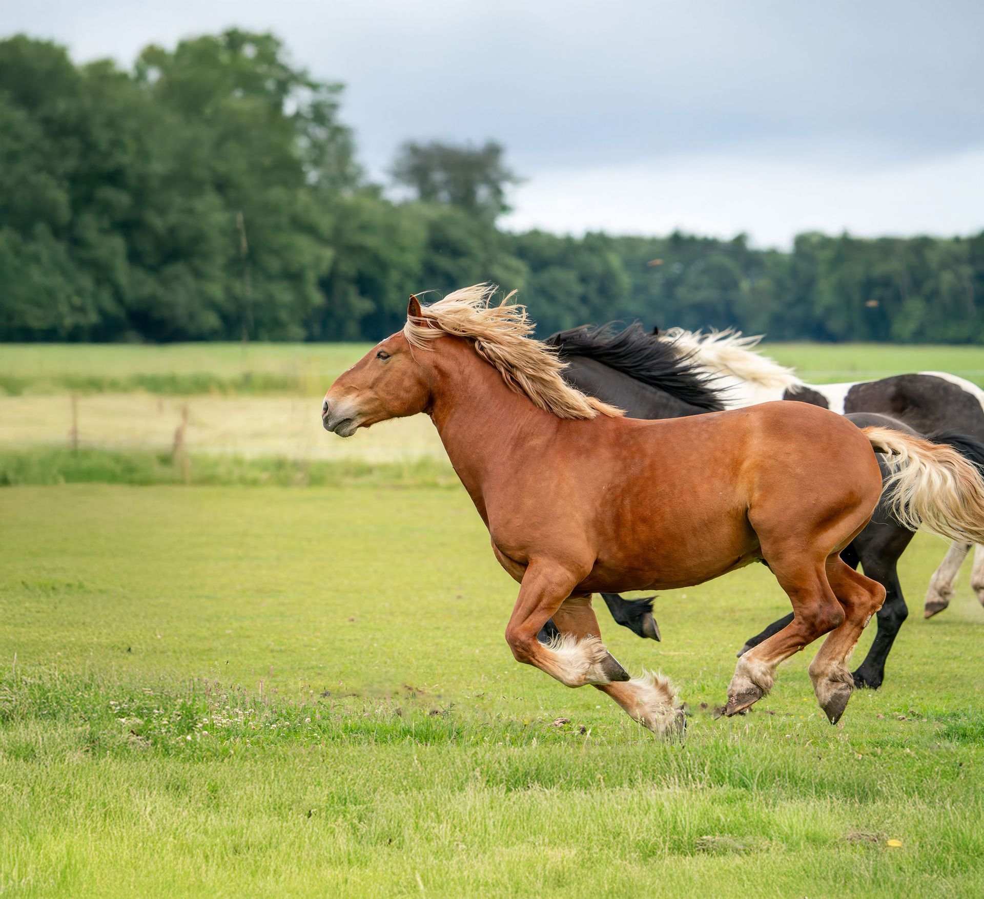 Eine Herde Pferde rennt über eine Wiese.
