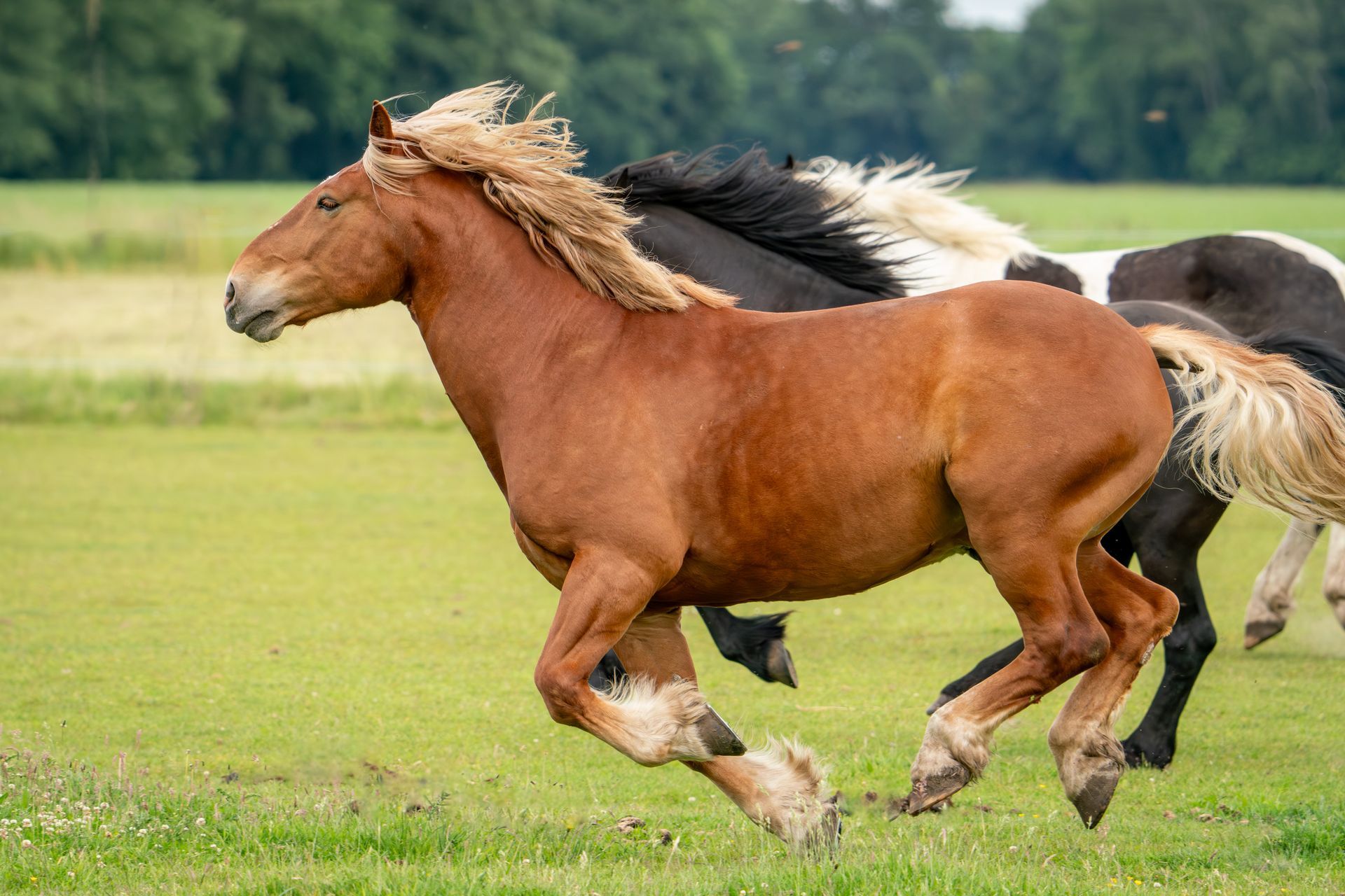 Eine Herde Pferde rennt über eine Wiese.