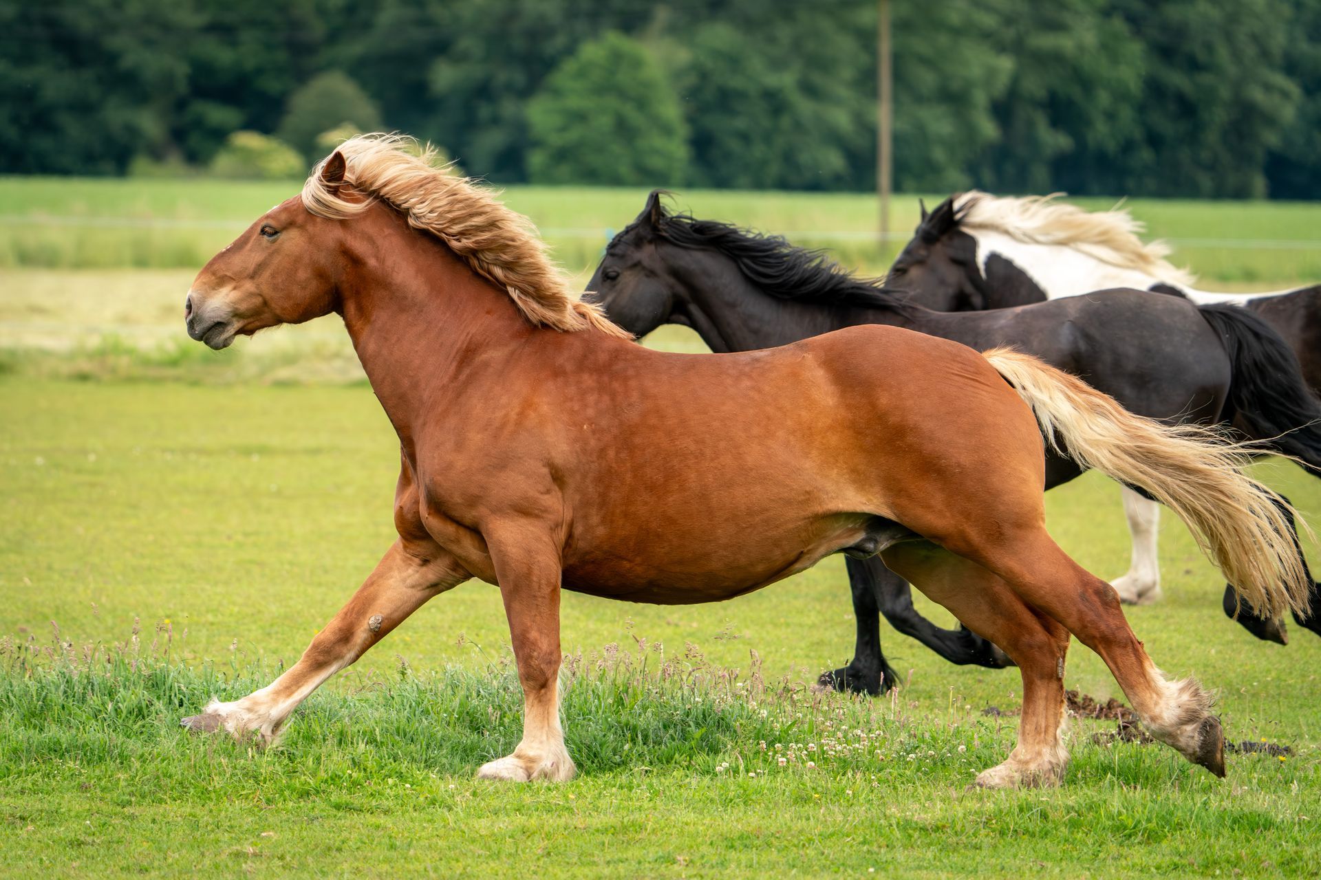 Eine Herde Pferde rennt über eine Wiese.