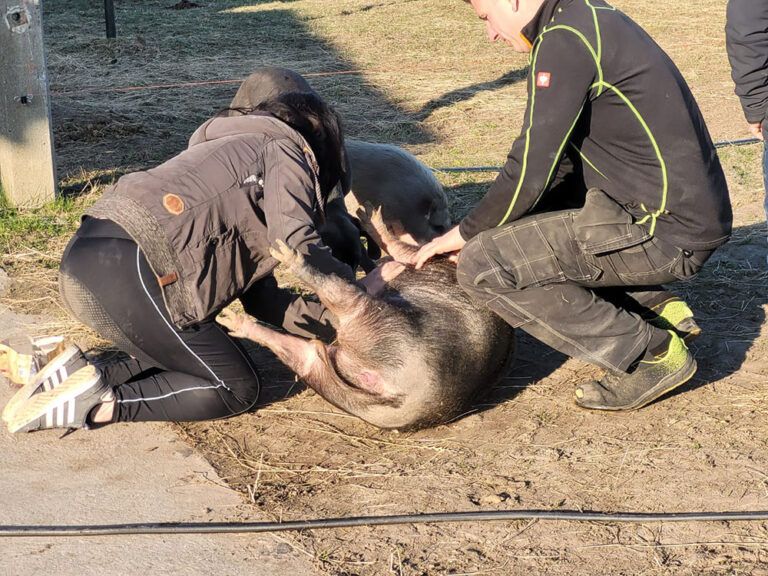 Ein Mann und eine Frau streicheln ein Schwein auf dem Boden