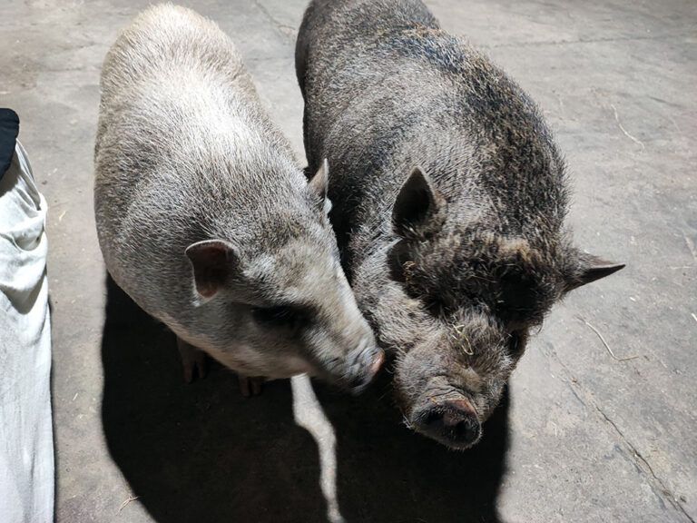 Zwei Schweine stehen nebeneinander auf einer Betonfläche.