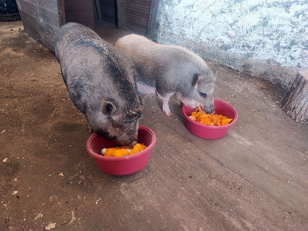 Zwei Schweine fressen aus Schüsseln auf dem Boden.