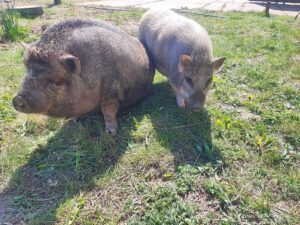 Zwei Schweine stehen nebeneinander im Gras.
