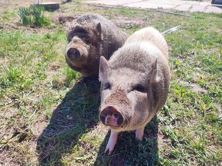 Zwei Schweine stehen nebeneinander auf einer Wiese.