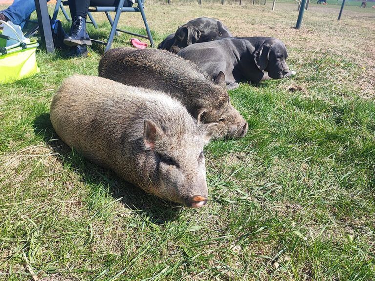 Drei Schweine liegen nebeneinander im Gras