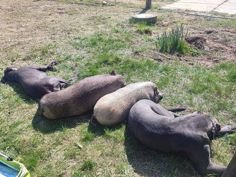 Eine Gruppe Hunde liegt im Gras.