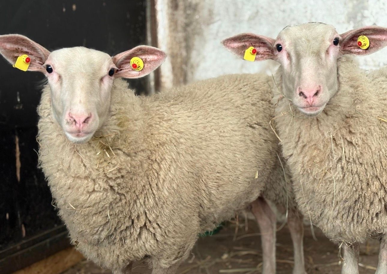 Zwei weiße Schafe mit gelben Ohrmarken, die direkt in die Kamera schauen.