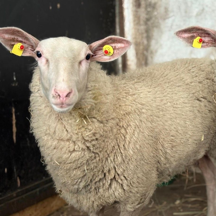 Zwei weiße Schafe mit gelben Ohrmarken schauen direkt in die Kamera.