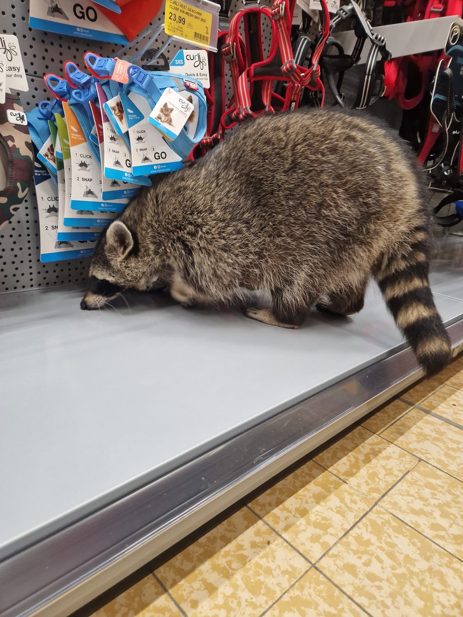 Ein Waschbär steht auf einem Regal in einem Geschäft.