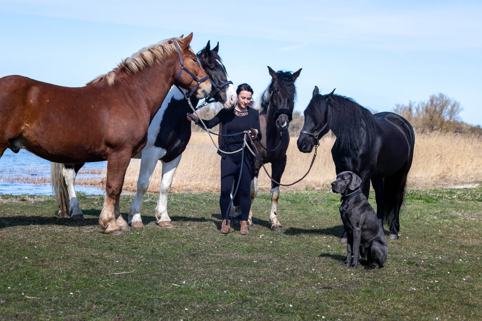 Eine Frau steht neben drei Pferden und einem Hund auf einer Weide.