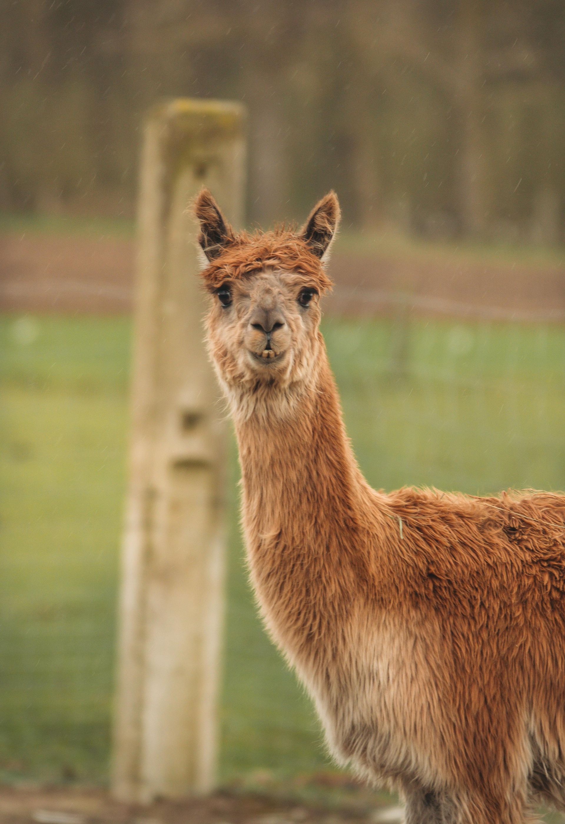 Ein braunes Lama steht neben einem Holzpfosten auf einem Feld.