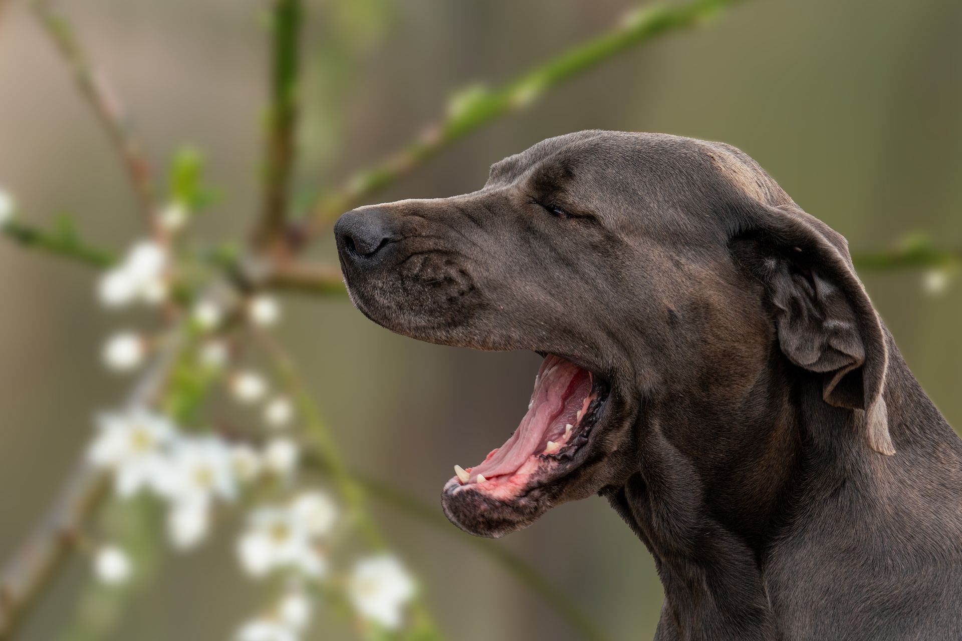 Eine Nahaufnahme eines Hundes mit offenem Maul.