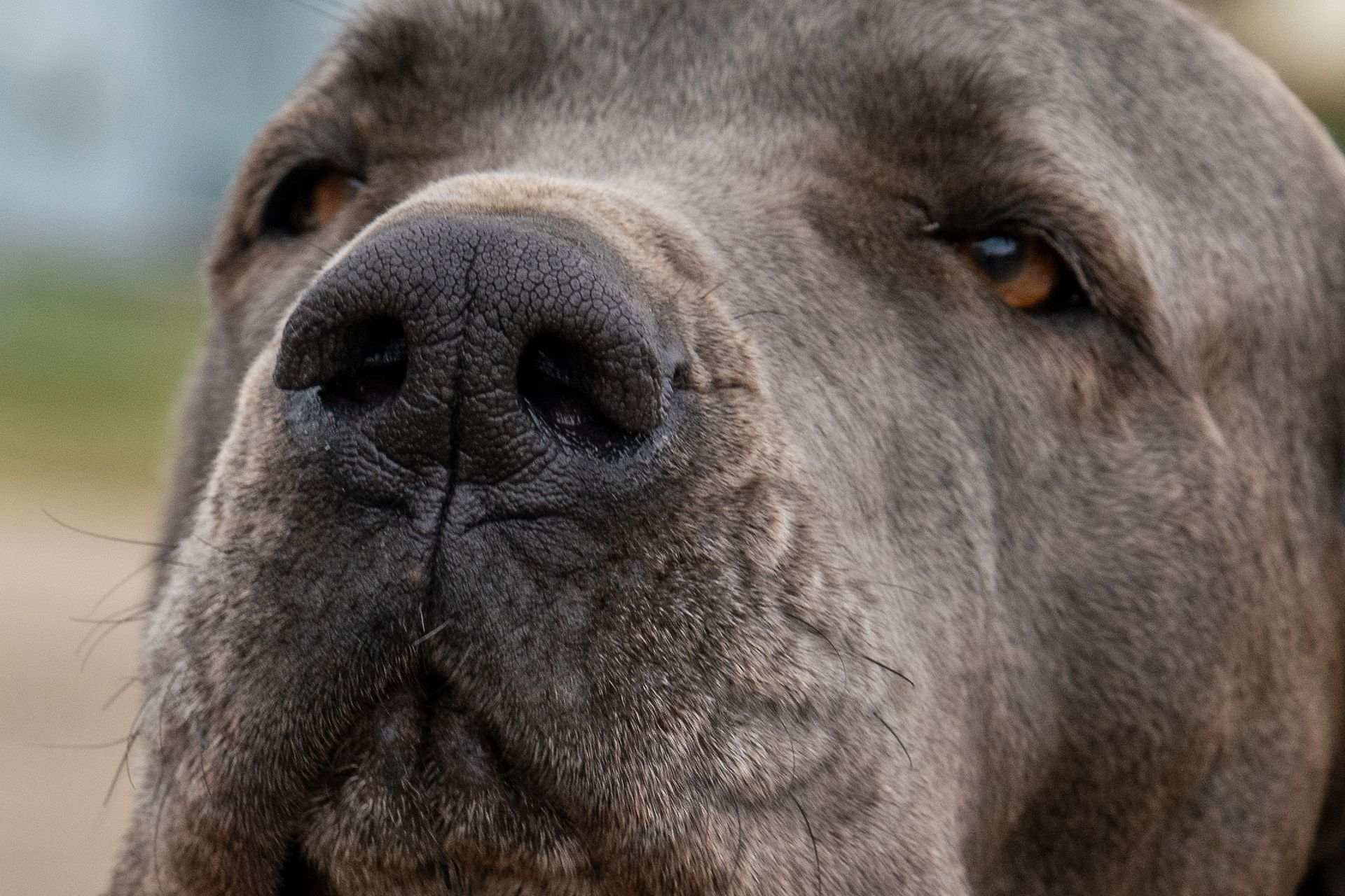 Eine Nahaufnahme der Nase eines Hundes, der in die Kamera schaut.